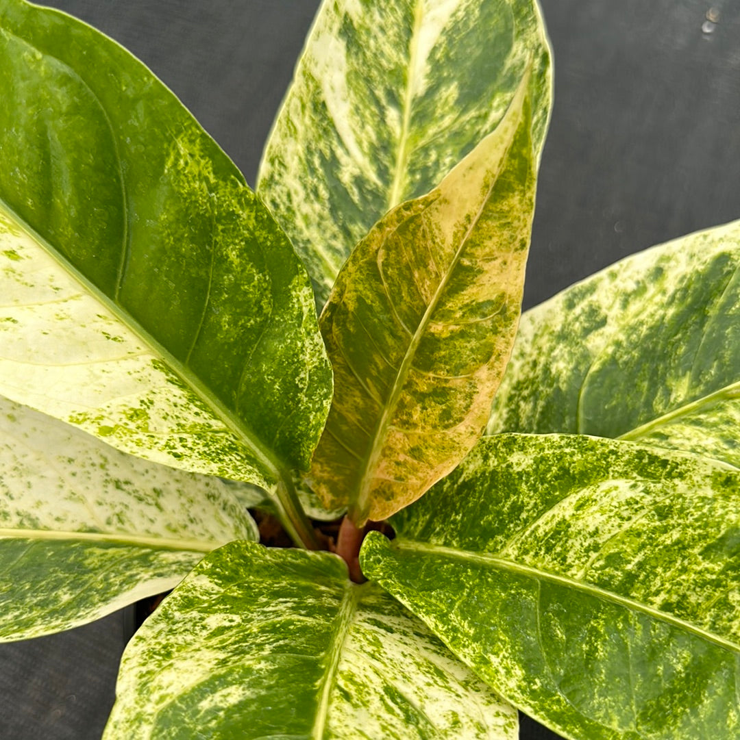 Anthurium Renaissance Variegated
