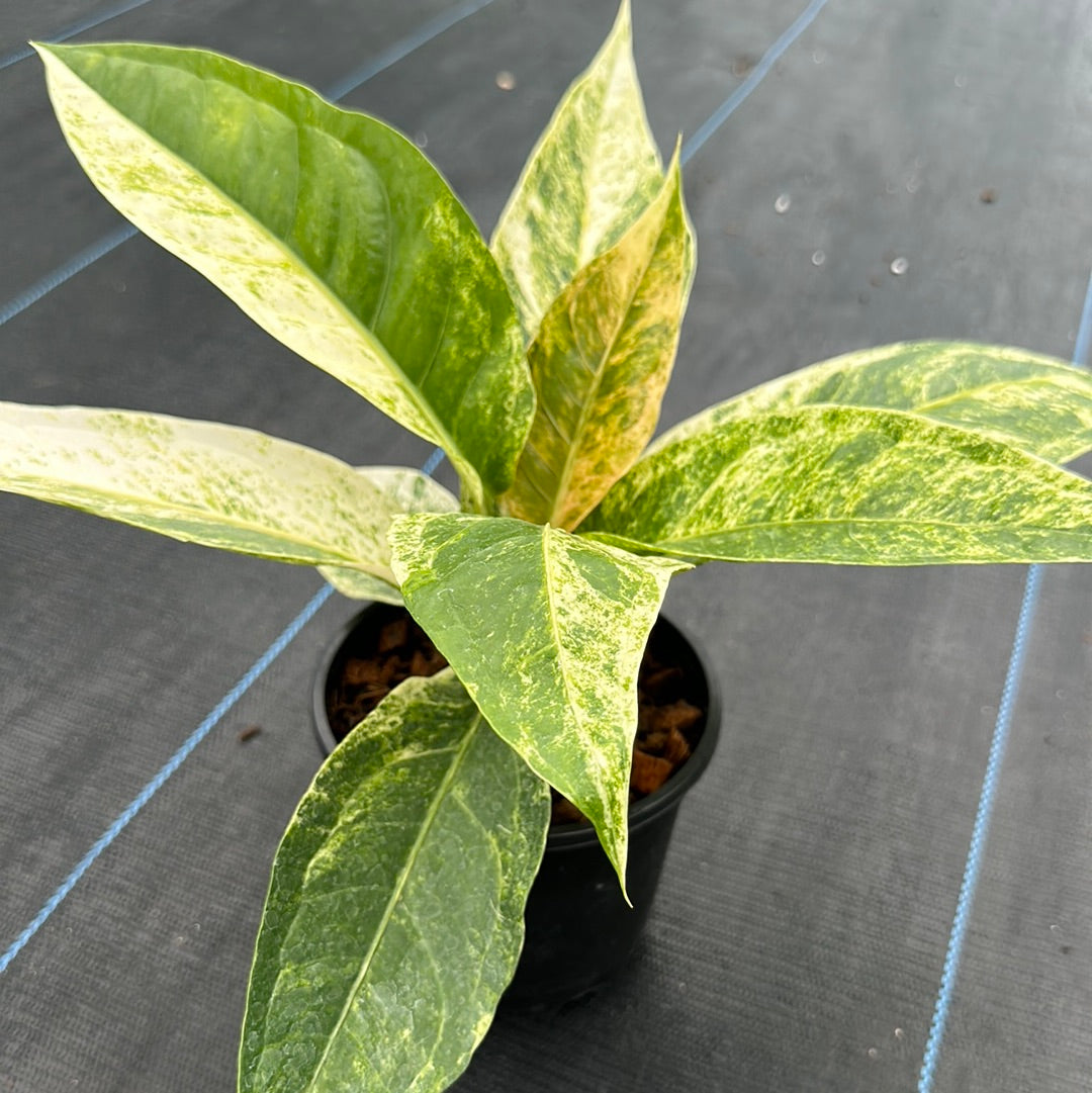 Anthurium Renaissance Variegated