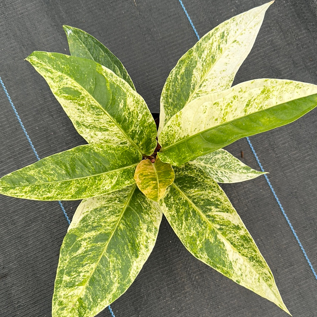 Anthurium Renaissance Variegated
