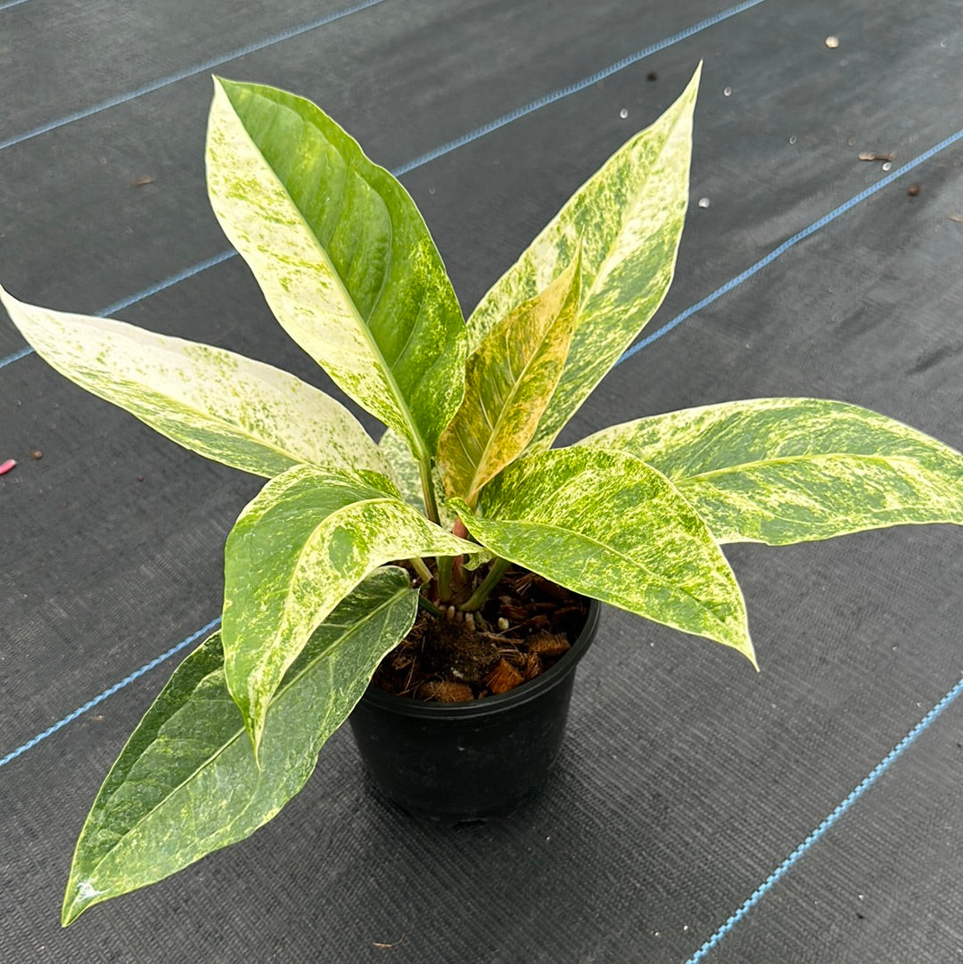 Anthurium Renaissance Variegated