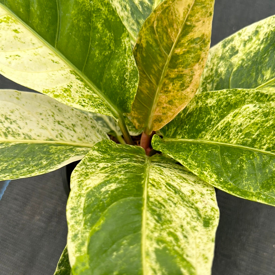 Anthurium Renaissance Variegated