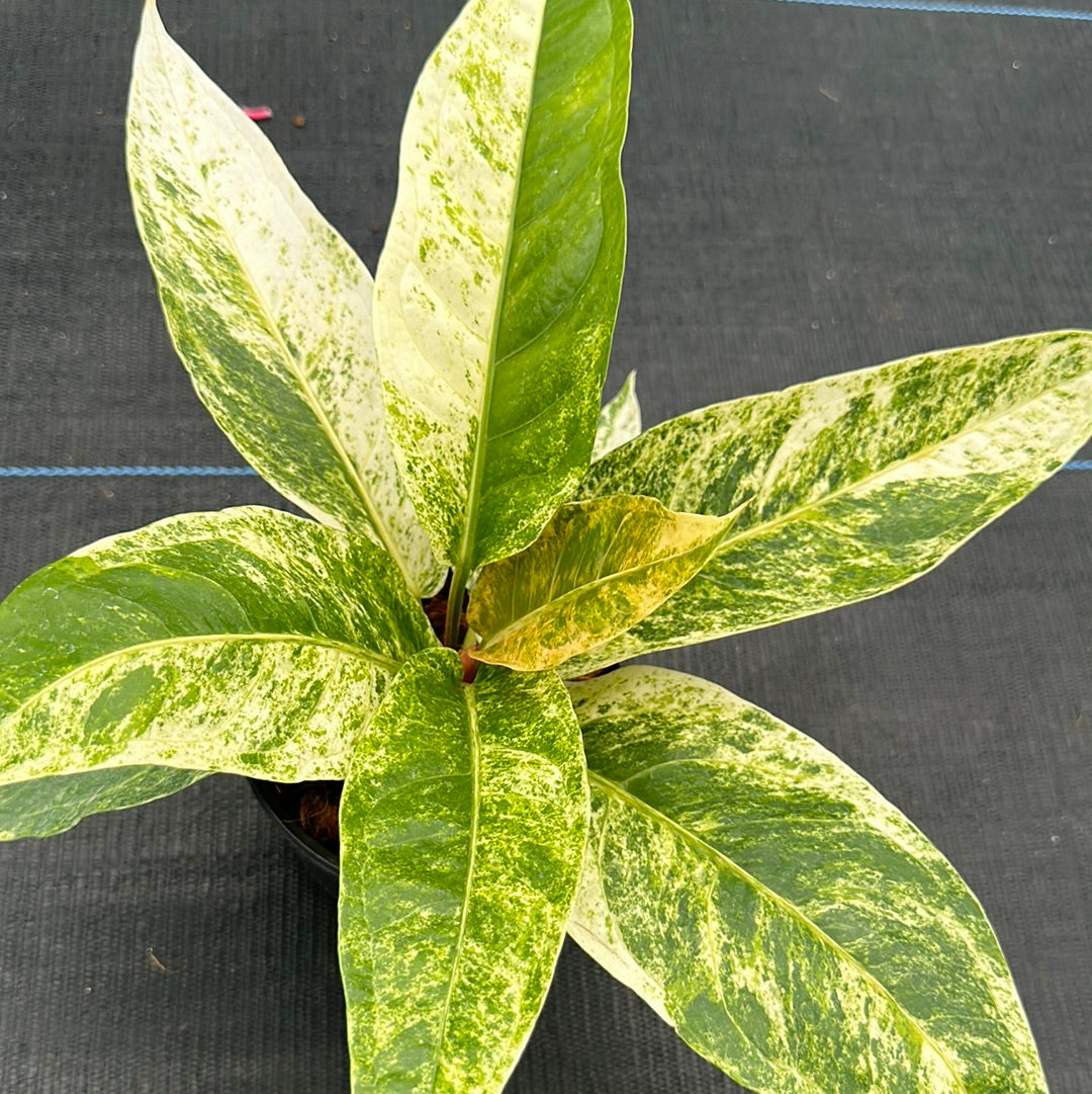 Anthurium Renaissance Variegated