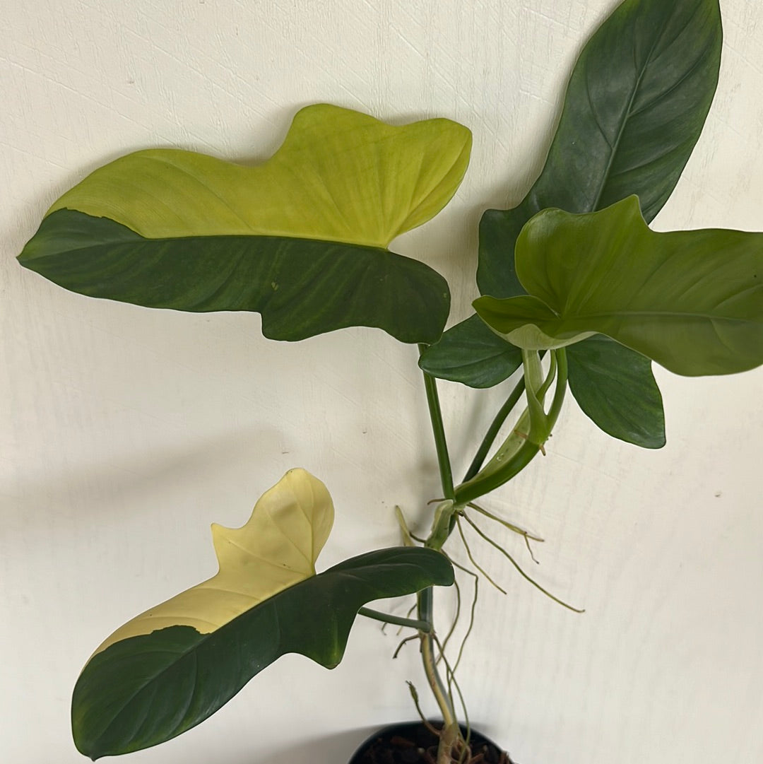 Philodendron Bippenfollun variegated