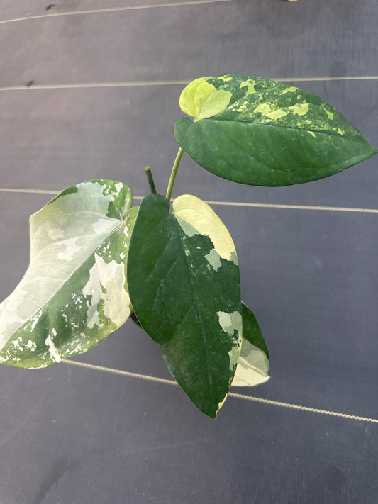 Syngonium Chiapense Variegated