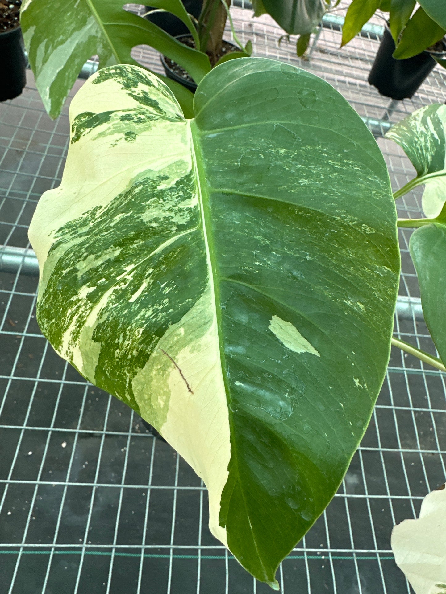 Monstera Albo Md