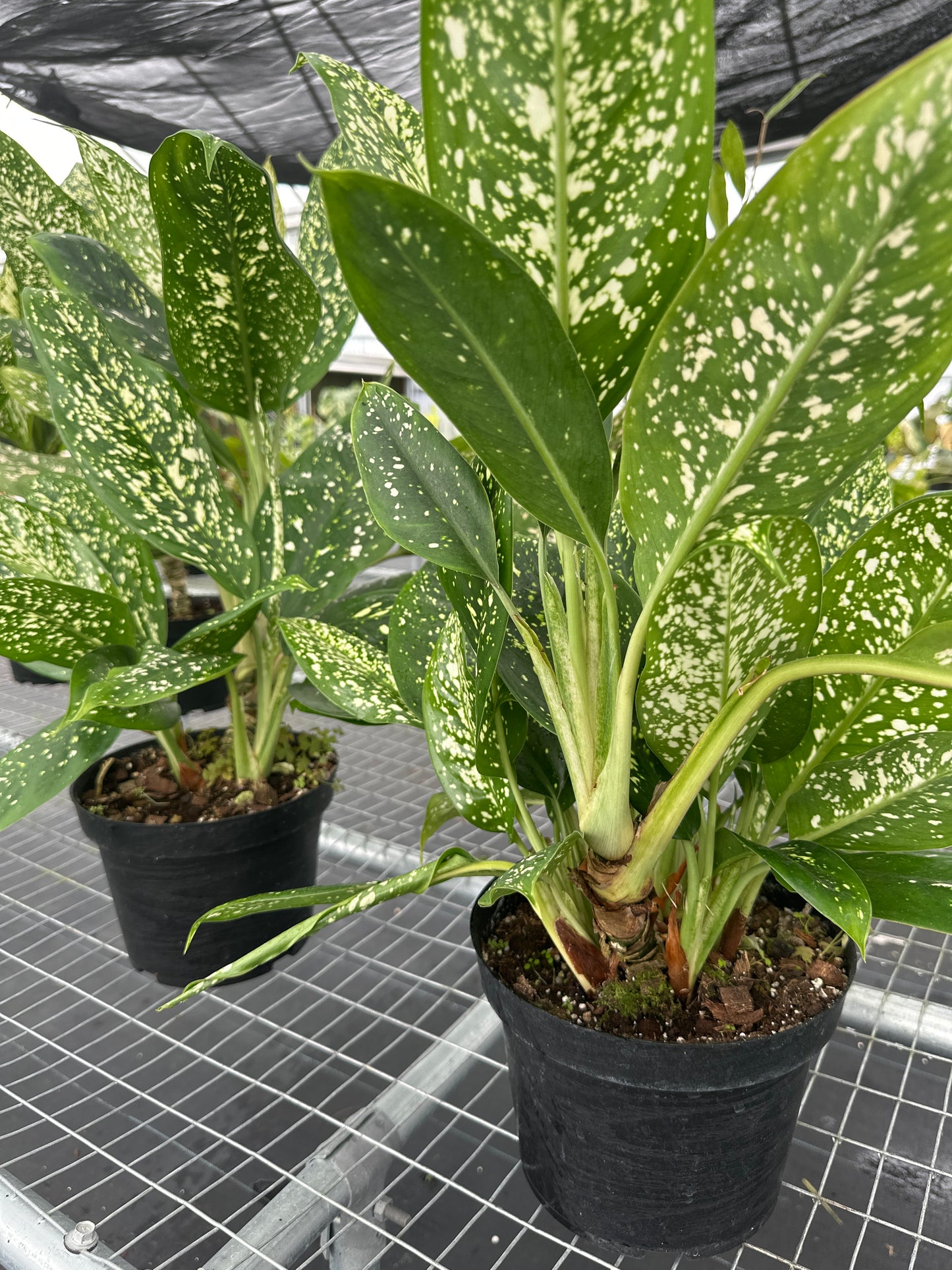 Aglaonema Lumina