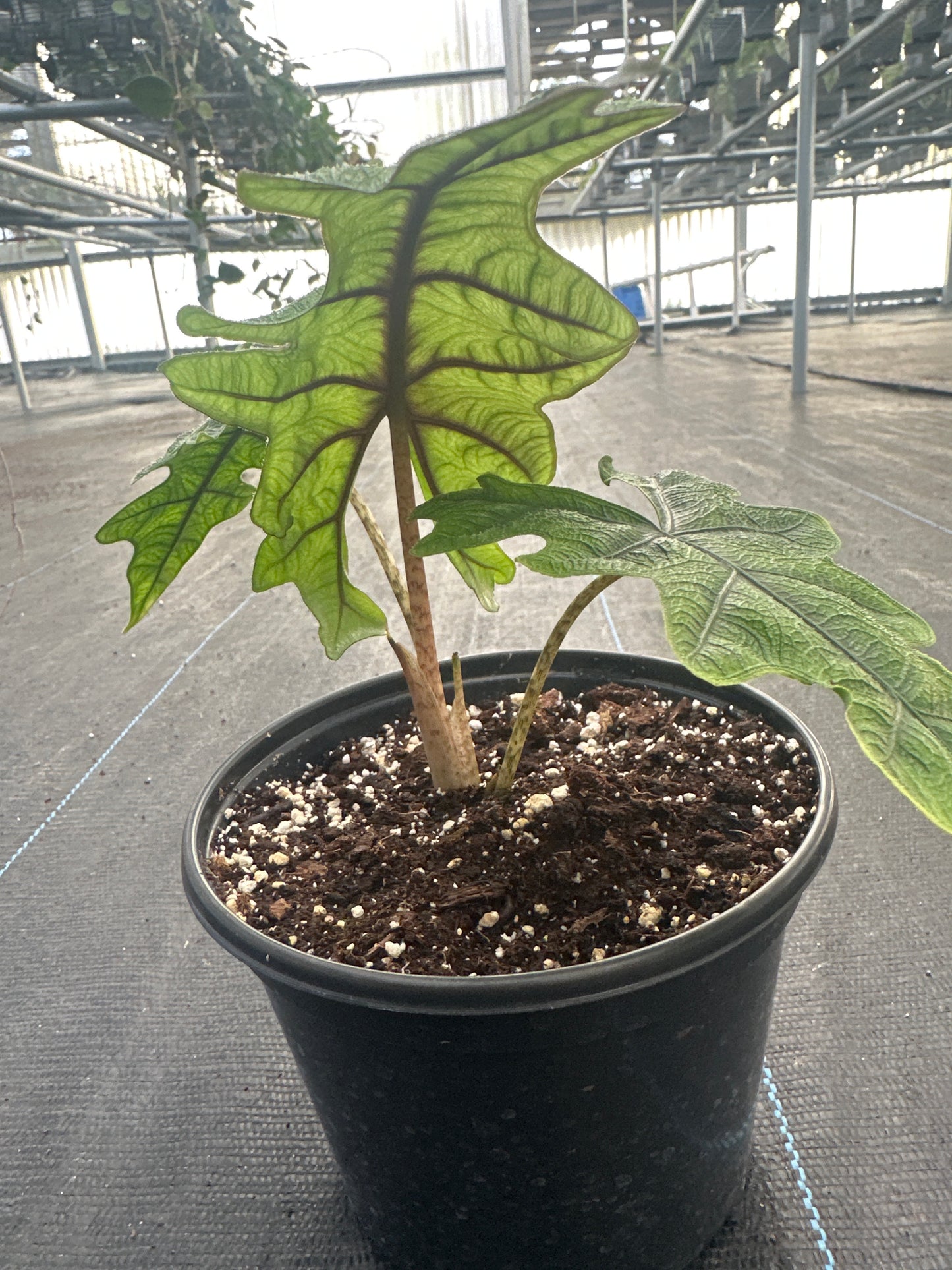 Alocasia Jacklyn