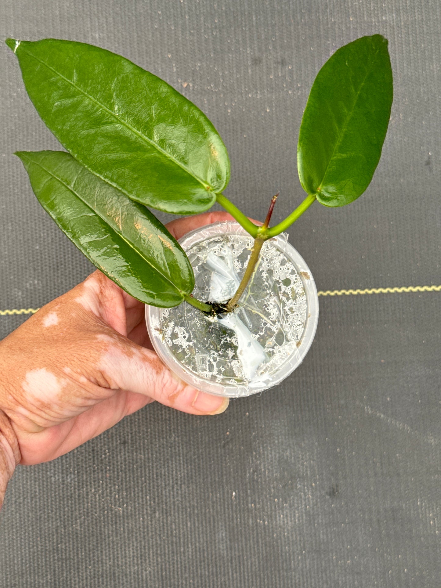 Hoya Archboldiana Pink