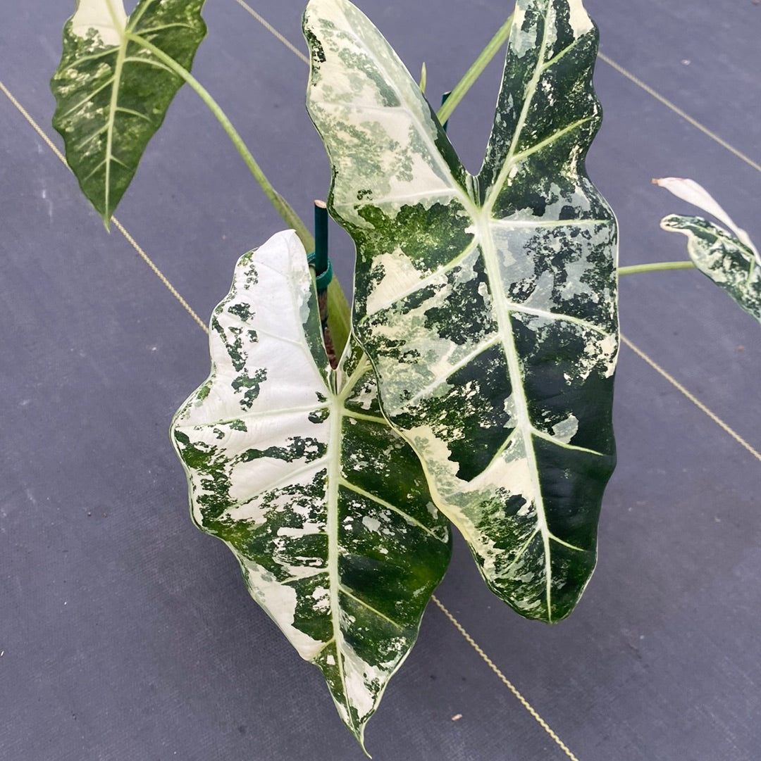 Philodendron Frydek Variegated