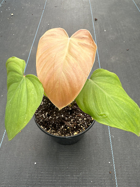 Philodendron Lynamii