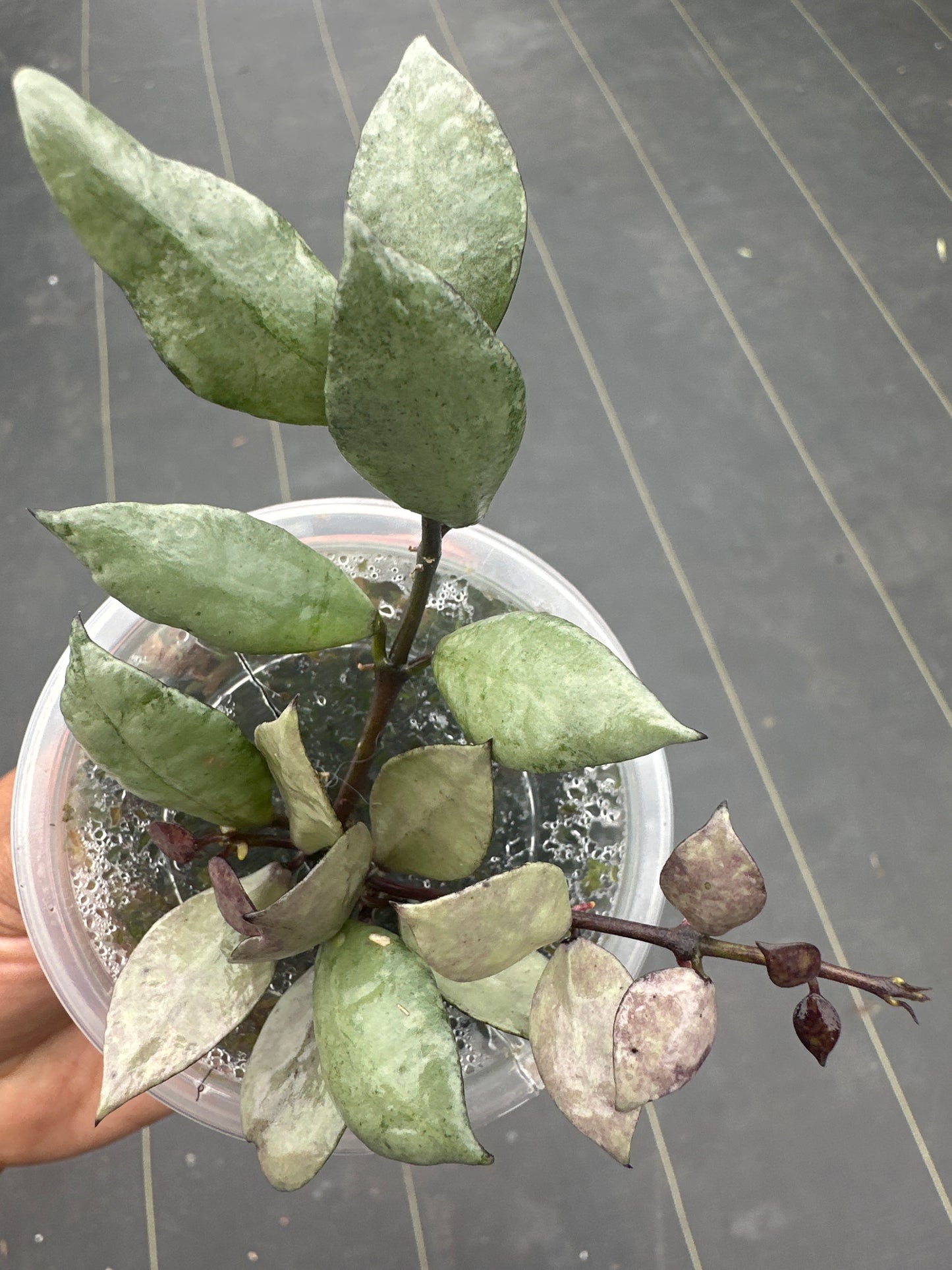 Hoya Lacunosa violet