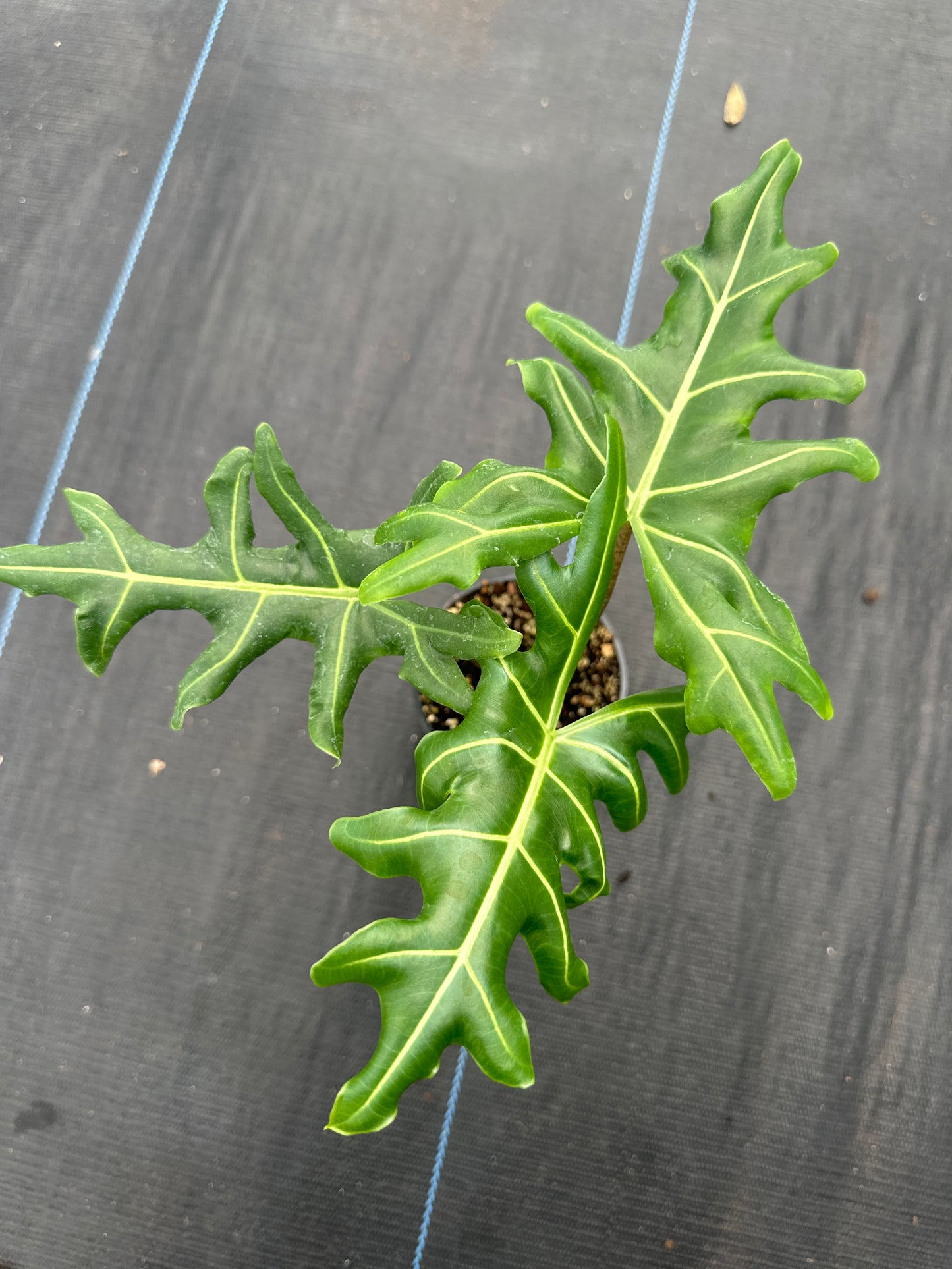 Alocasia Portei