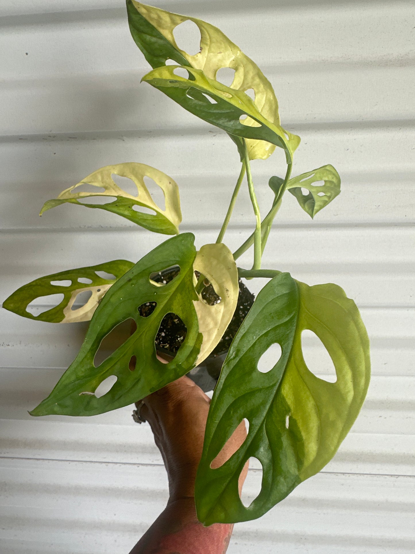 Monstera Adansonii Aurea