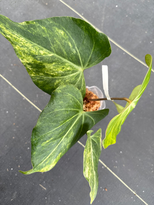 Anthurium Clarinervium x Pterodactyl