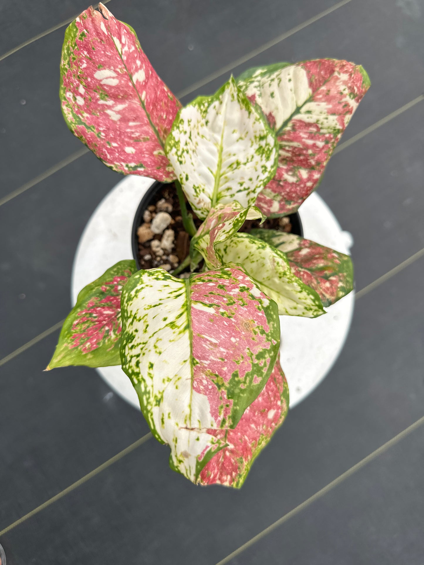 Aglaonema Anyamanee tricolor