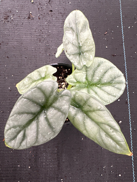 Alocasia Silver Dragon