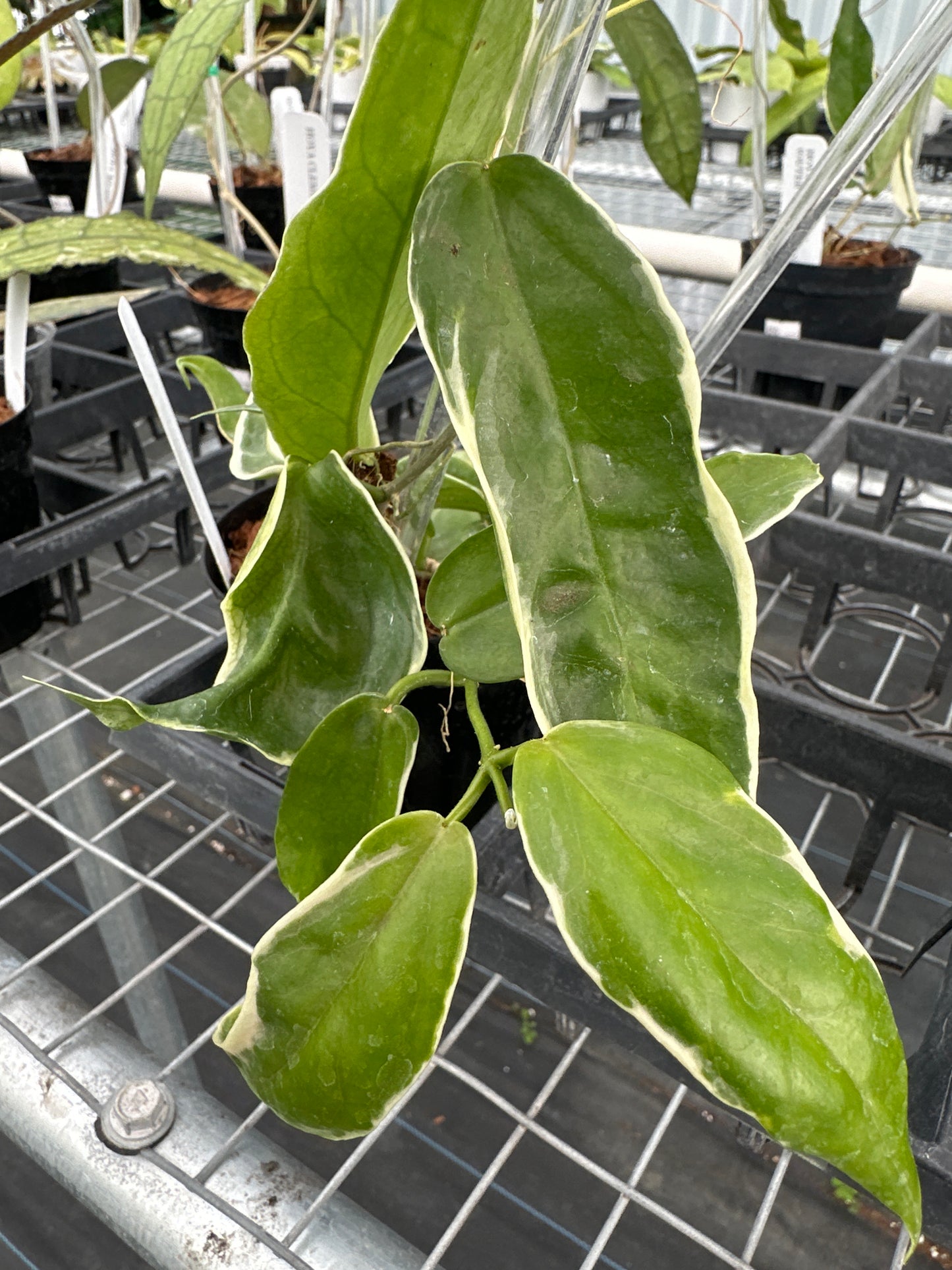 Hoya Kenejiana (outer Variegation)