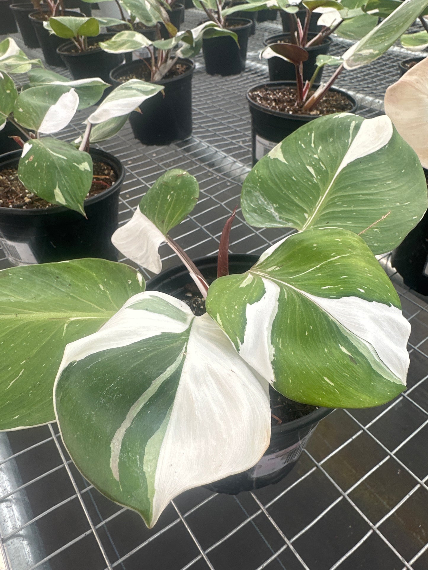 Philodendron White Knight