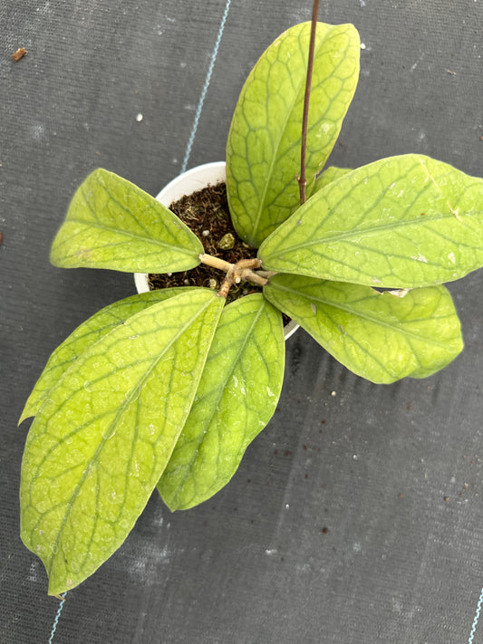 Hoya Villenoides