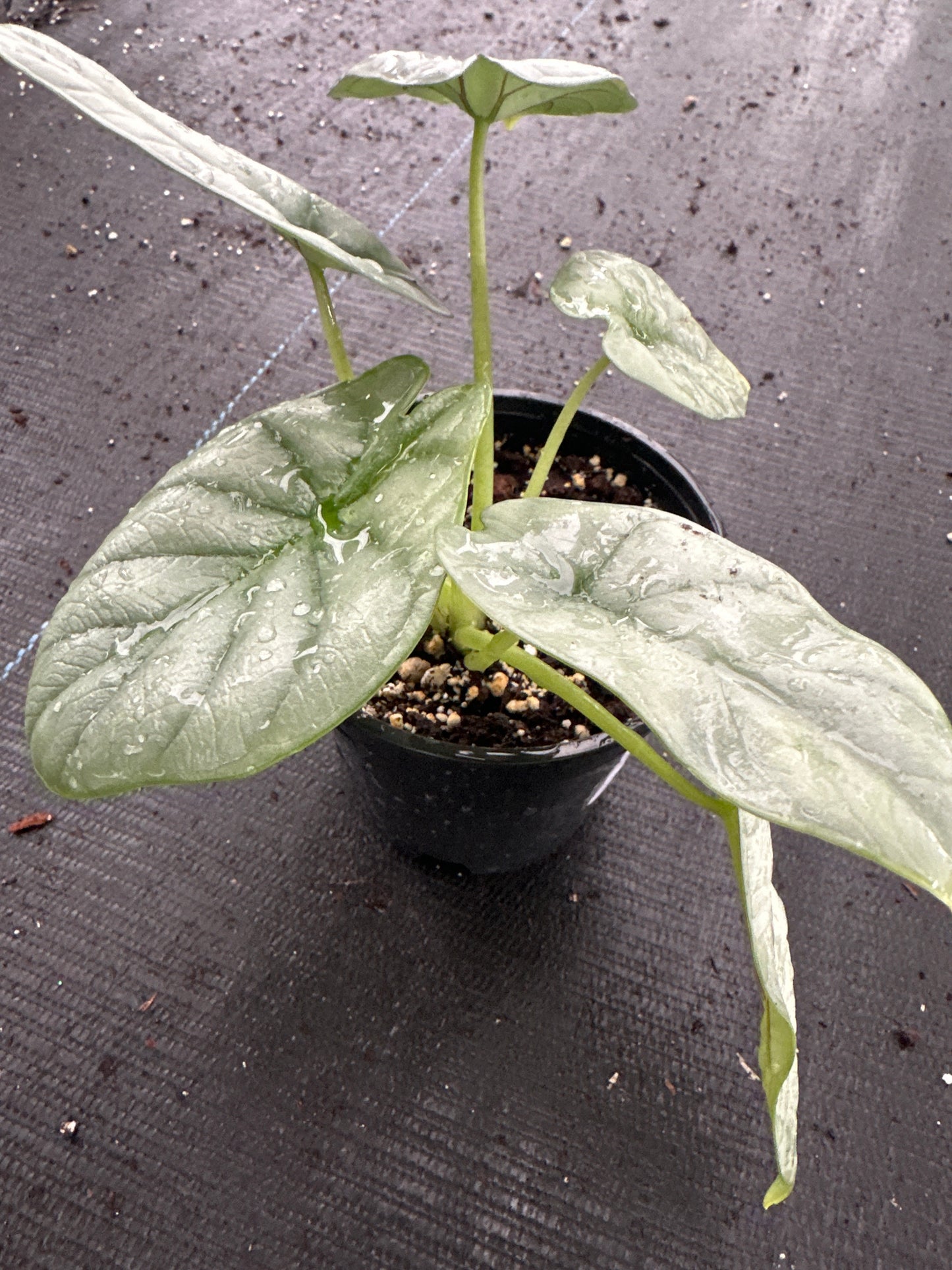 Alocasia Silver Dragon