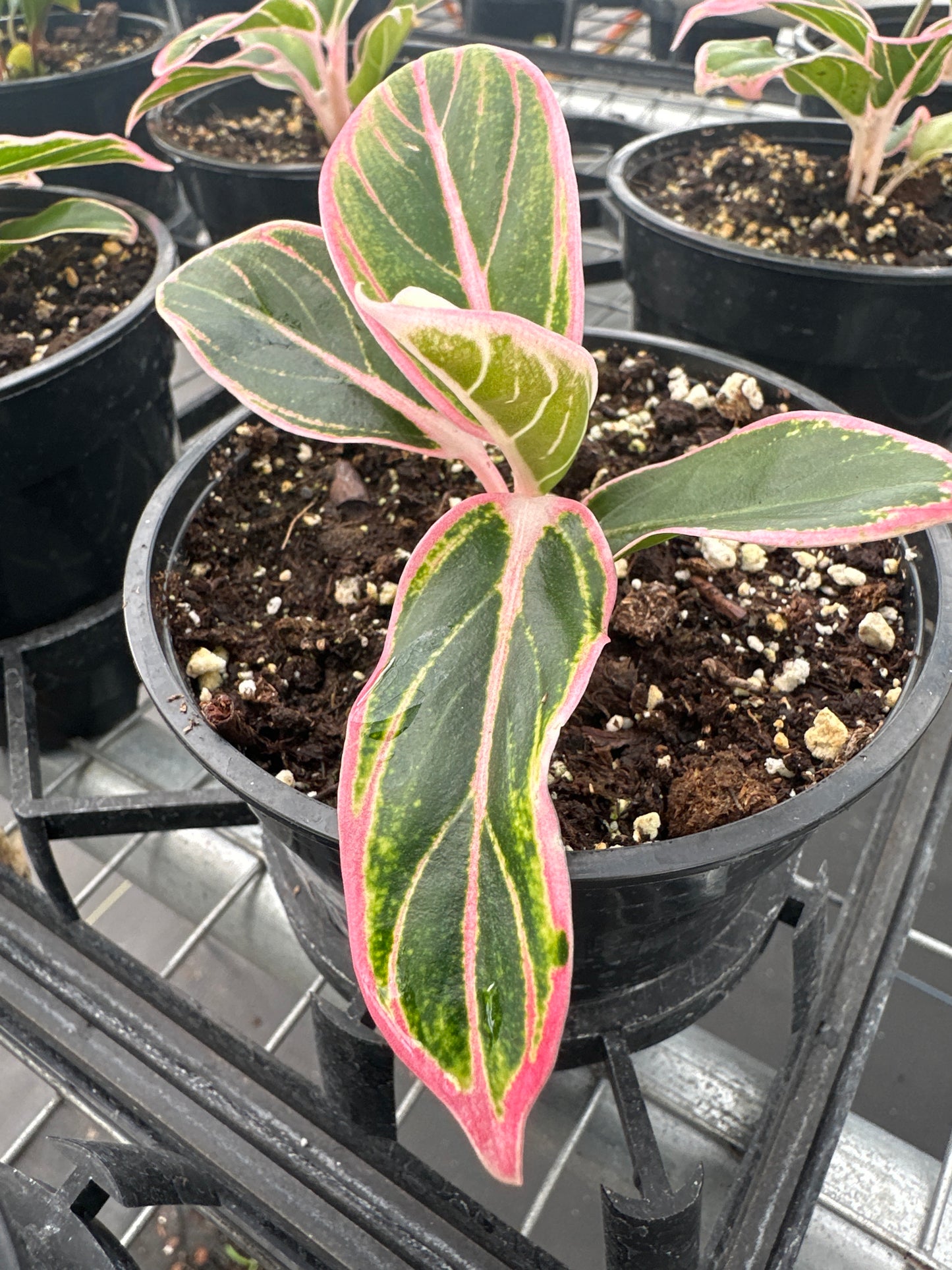 Aglaonema Lotus Delight