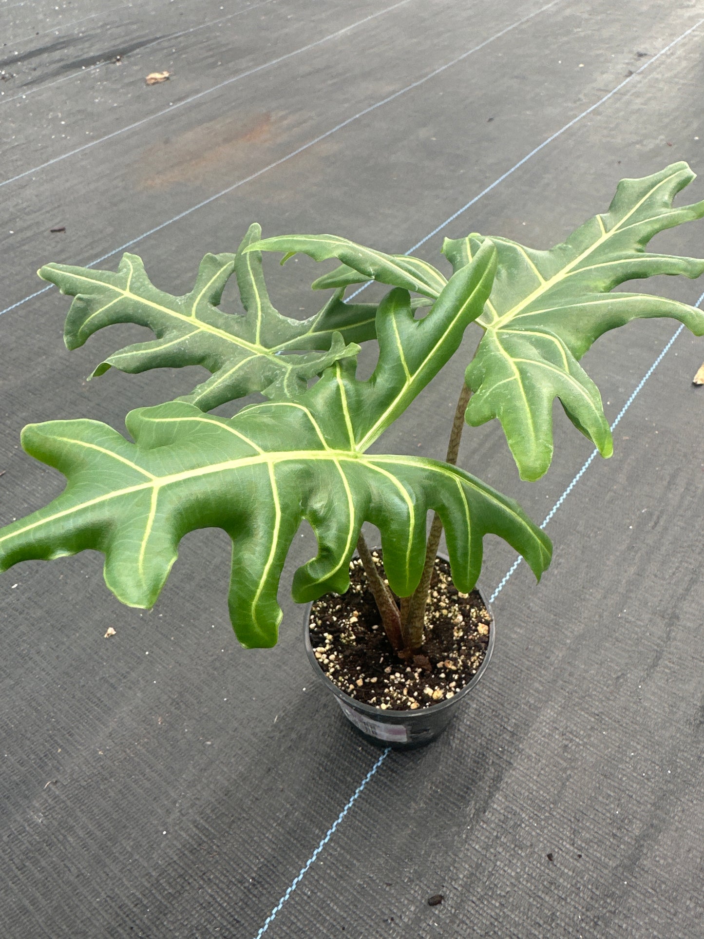 Alocasia Portei