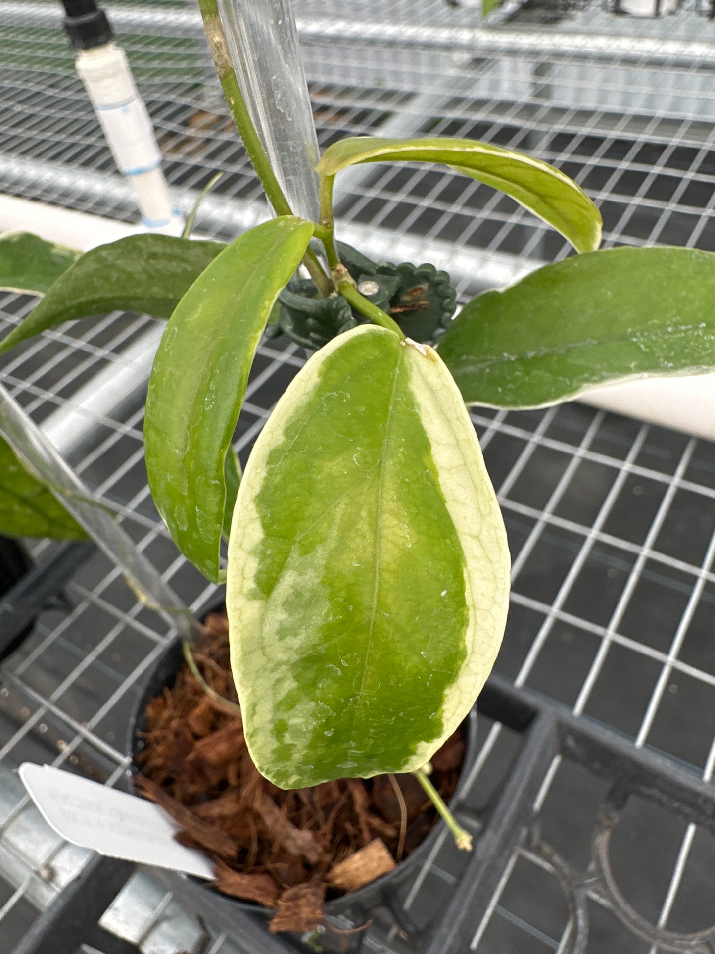 Hoya Kenejiana (outer Variegation)