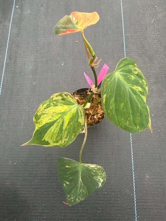 Philodendron Micans yellow Variegation