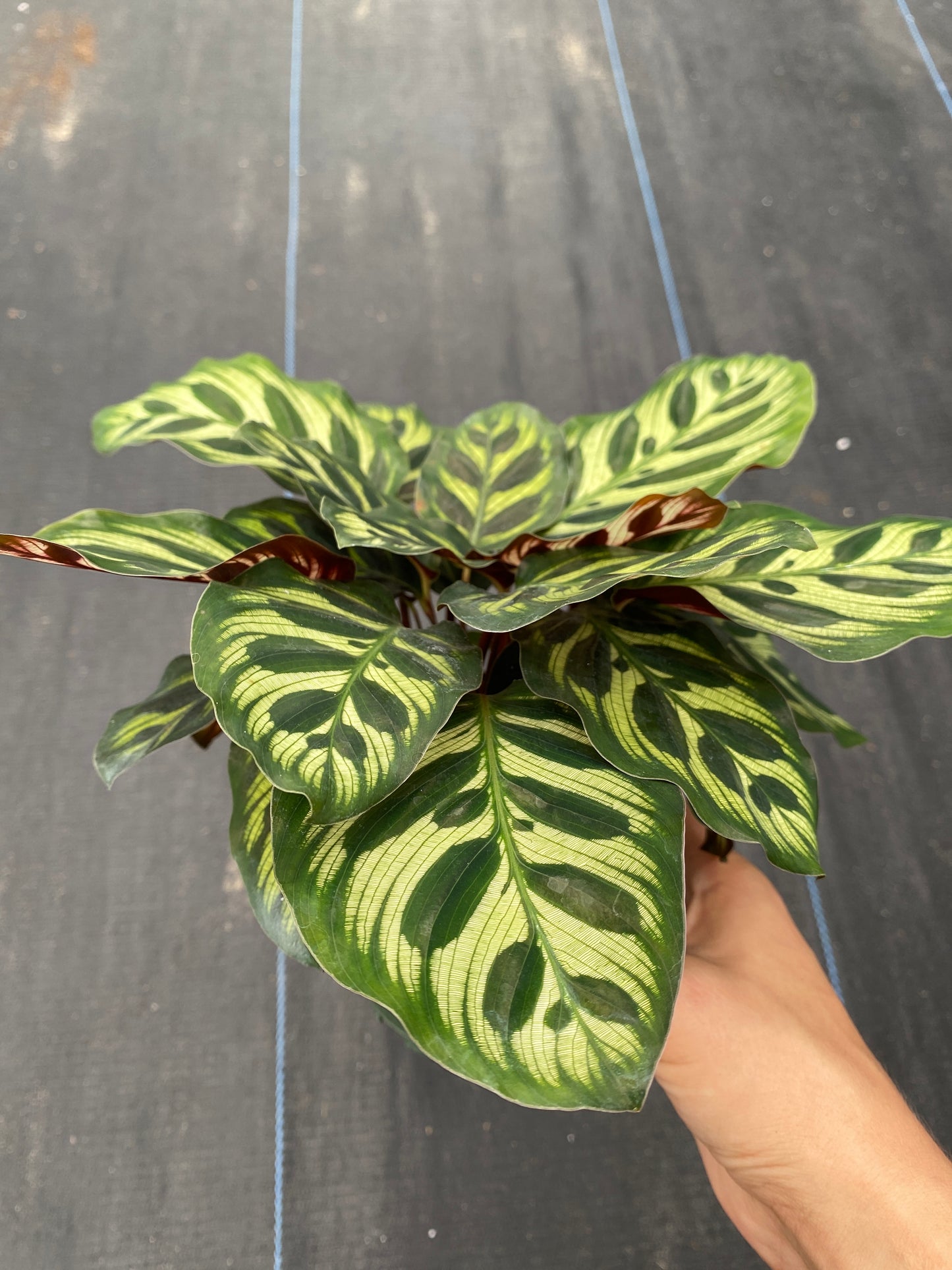 Calathea Makayona