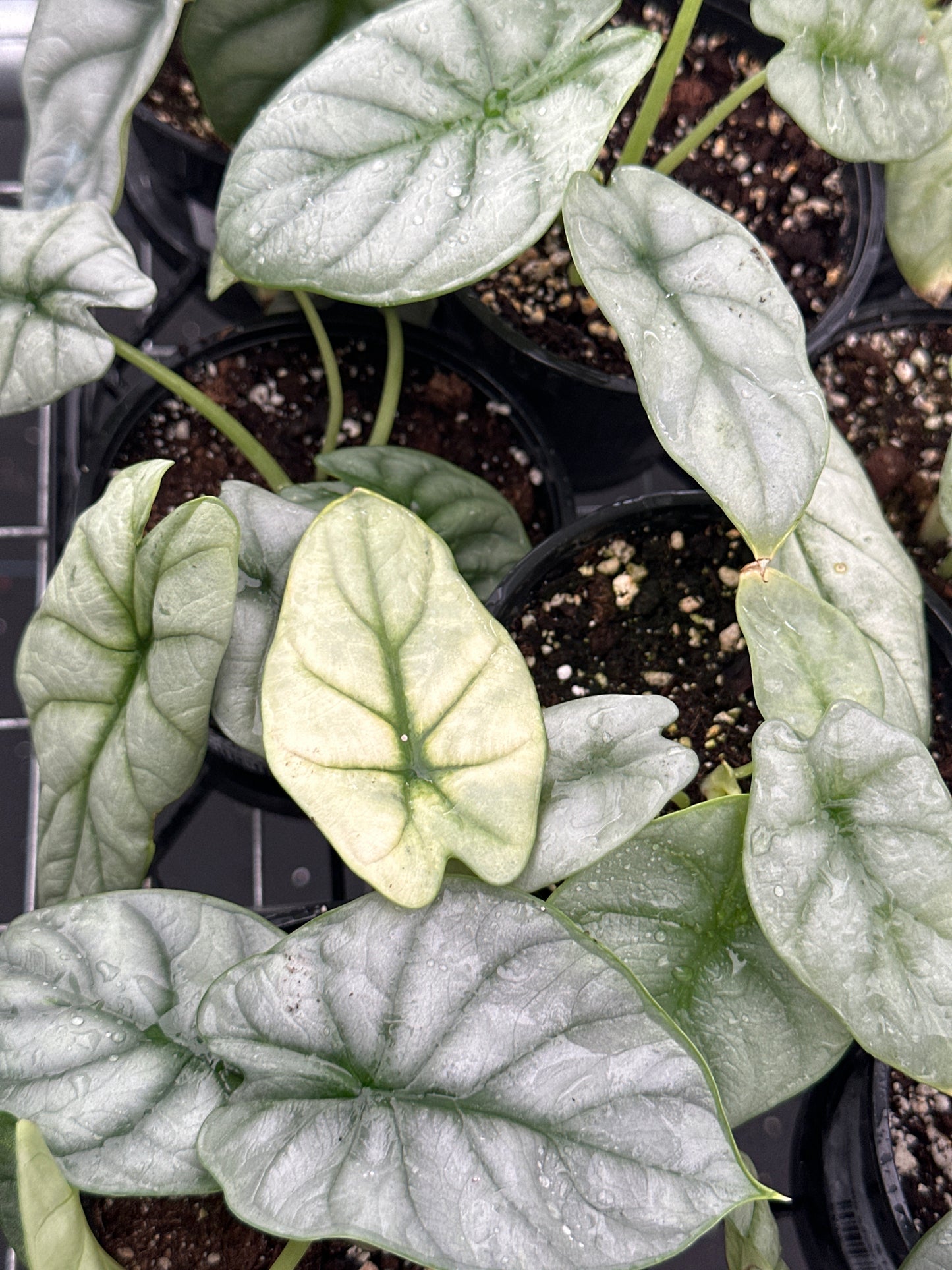 Alocasia Silver Dragon