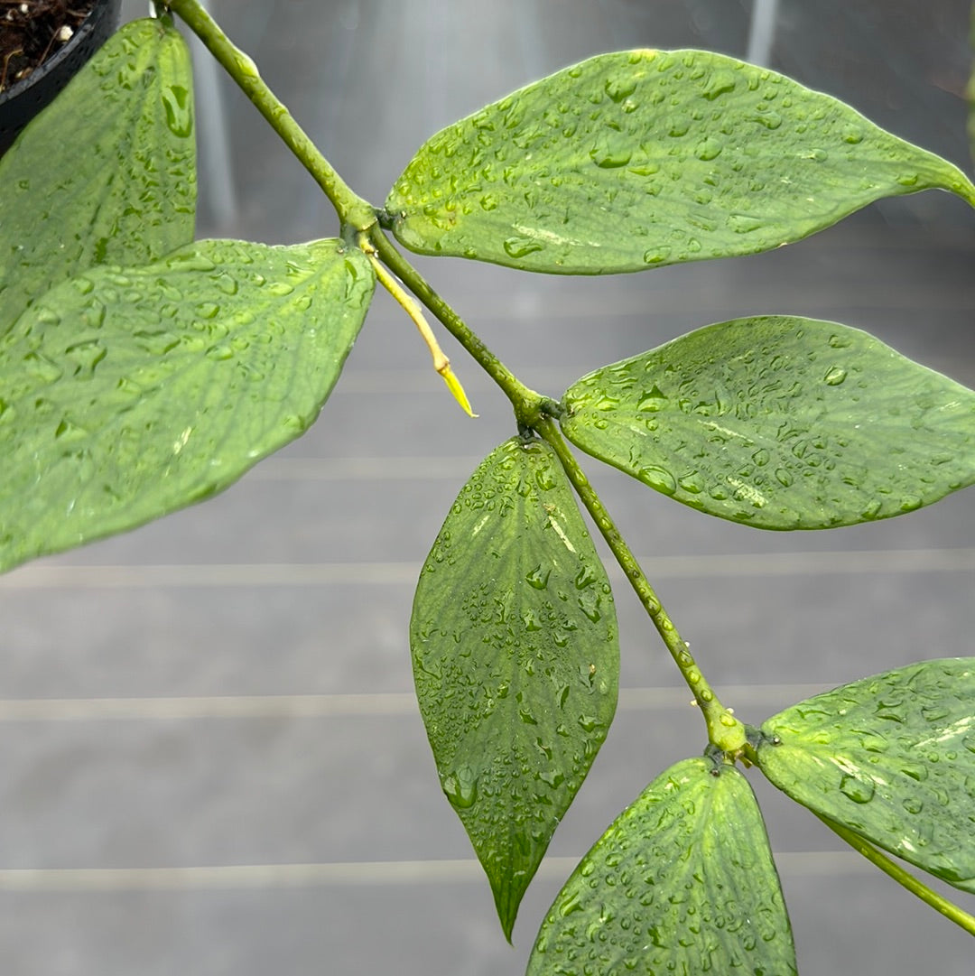 Hoya Polyneura