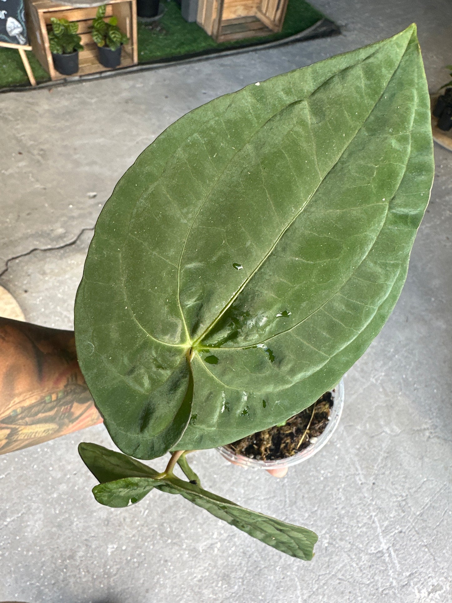 Anthurium Dark Phoenix x Papilanum