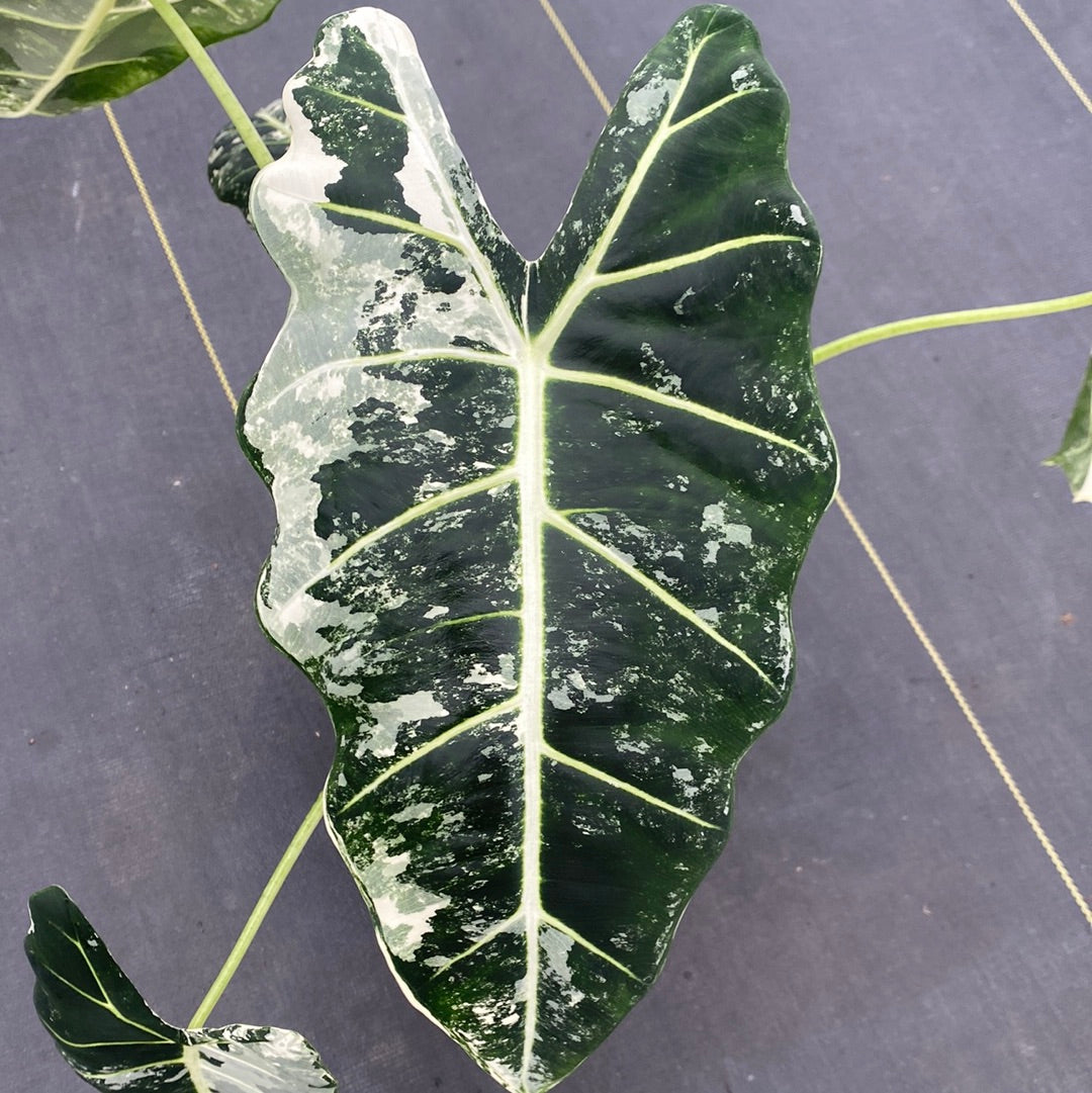 Philodendron Frydek Variegated