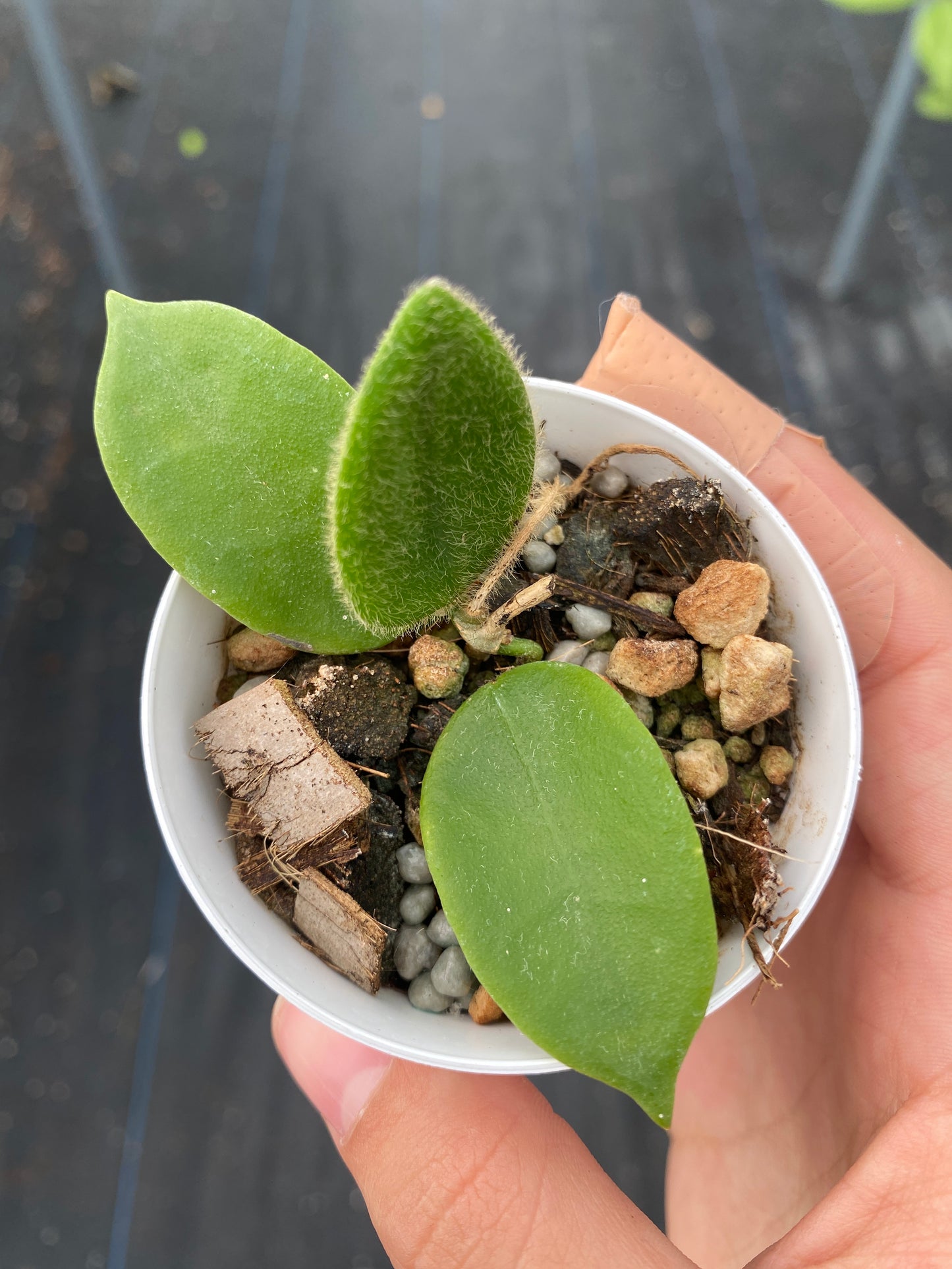 Hoya Sp aff Thompsonii