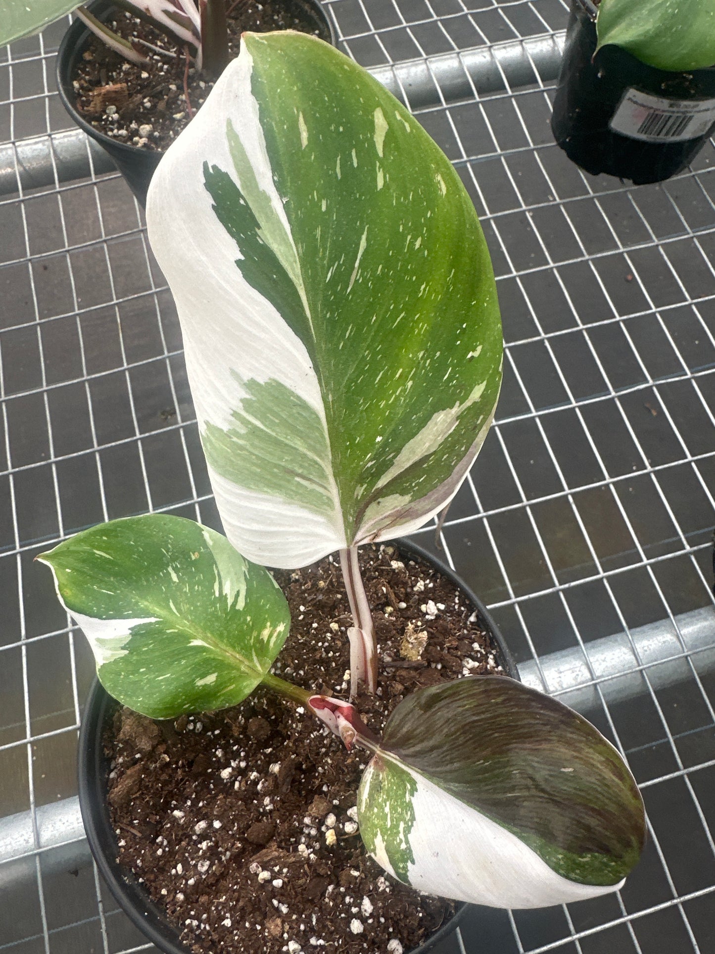 Philodendron White Knight