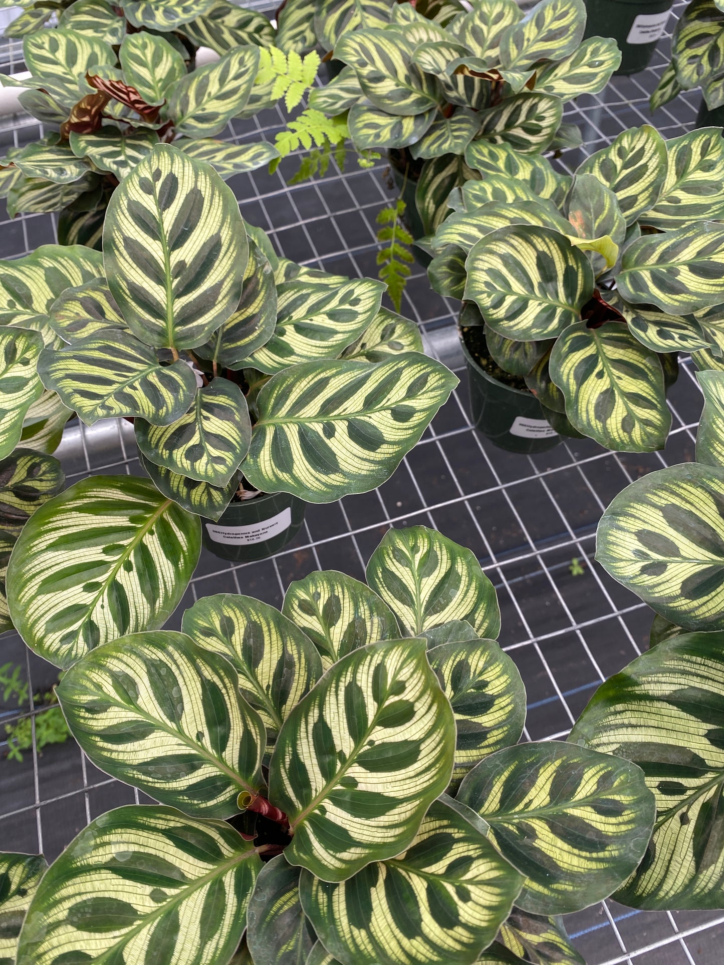 Calathea Makayona