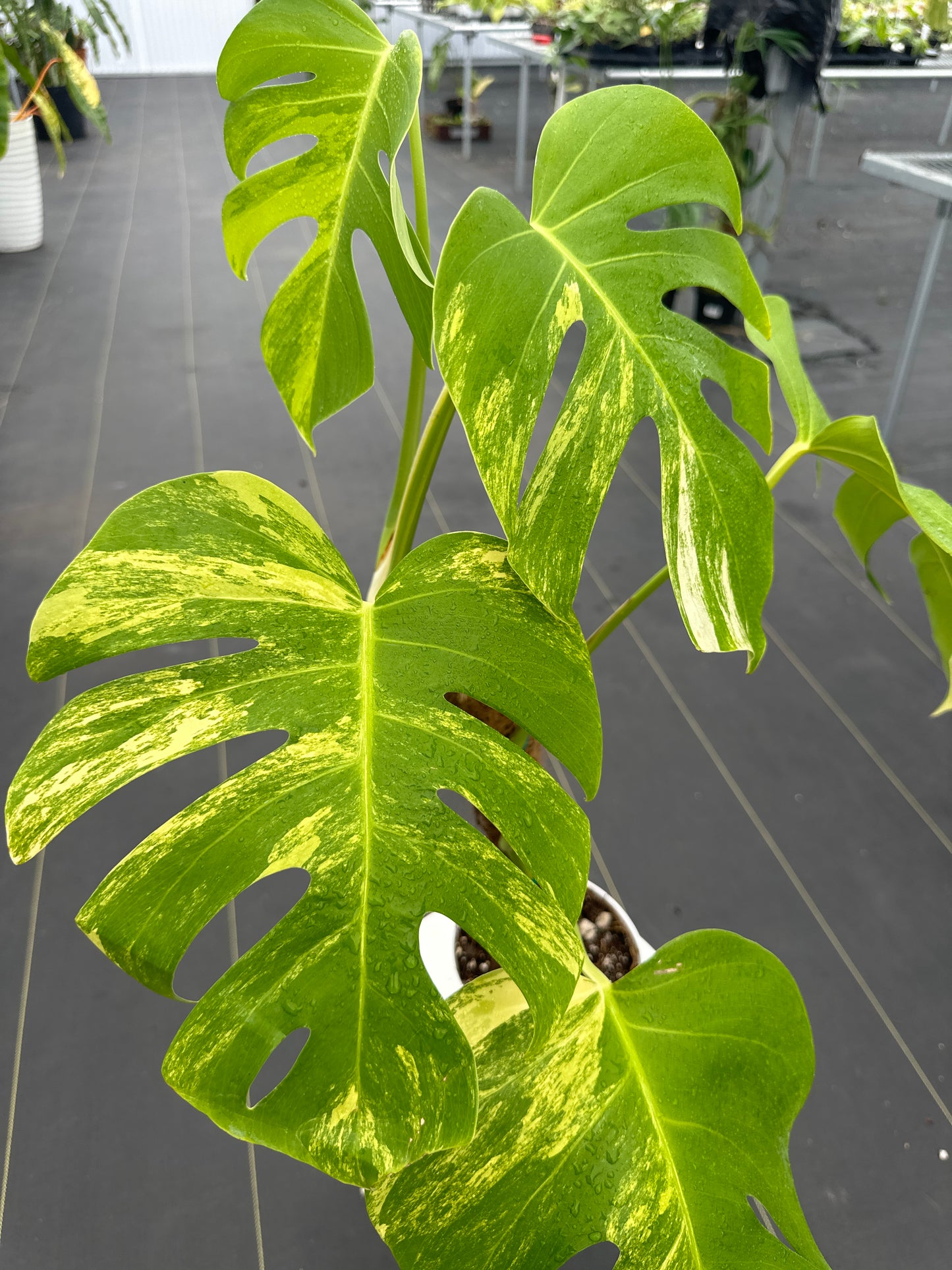 Monstera Aurea