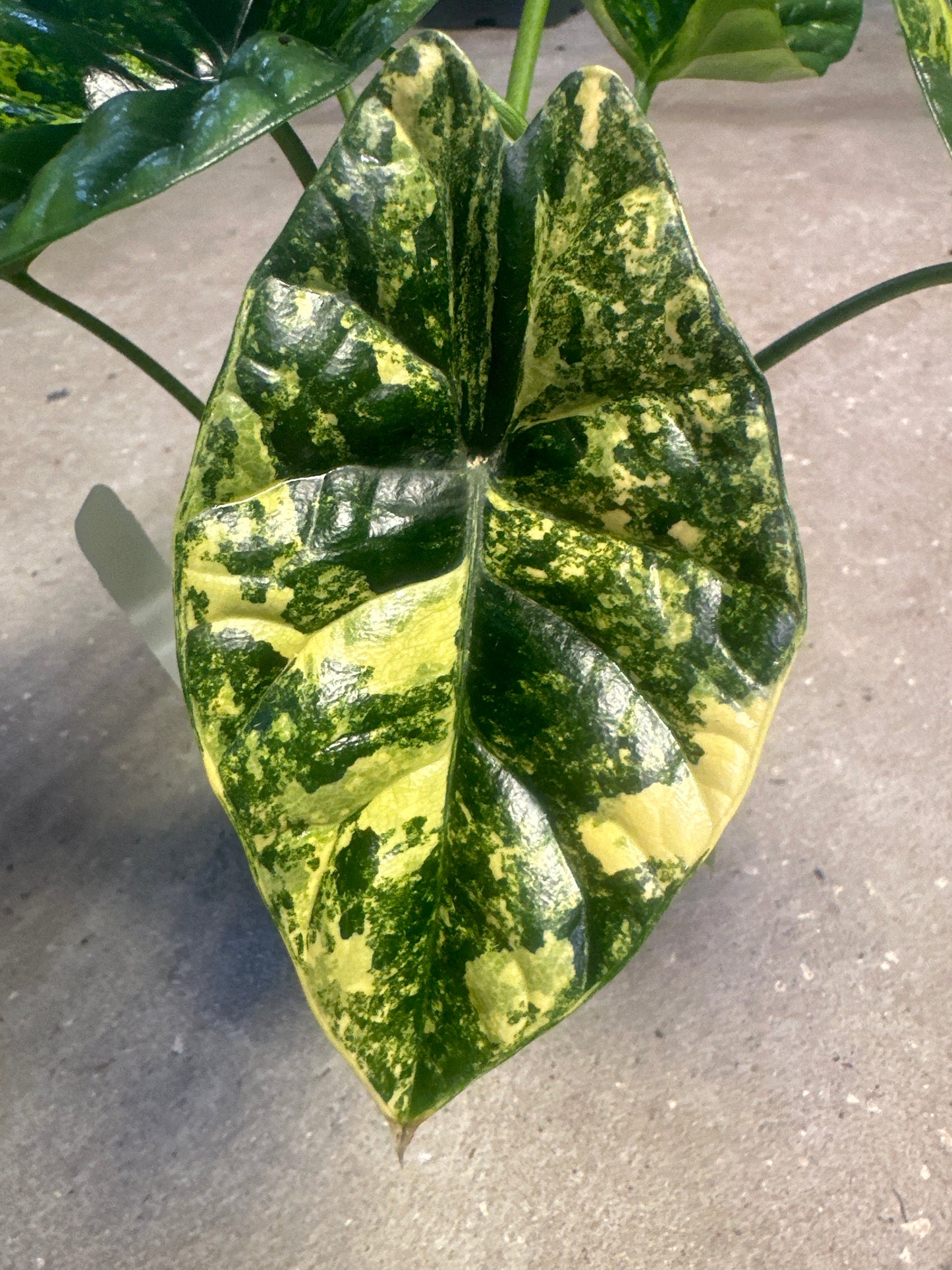 Alocasia Sinuata Variegated Áurea