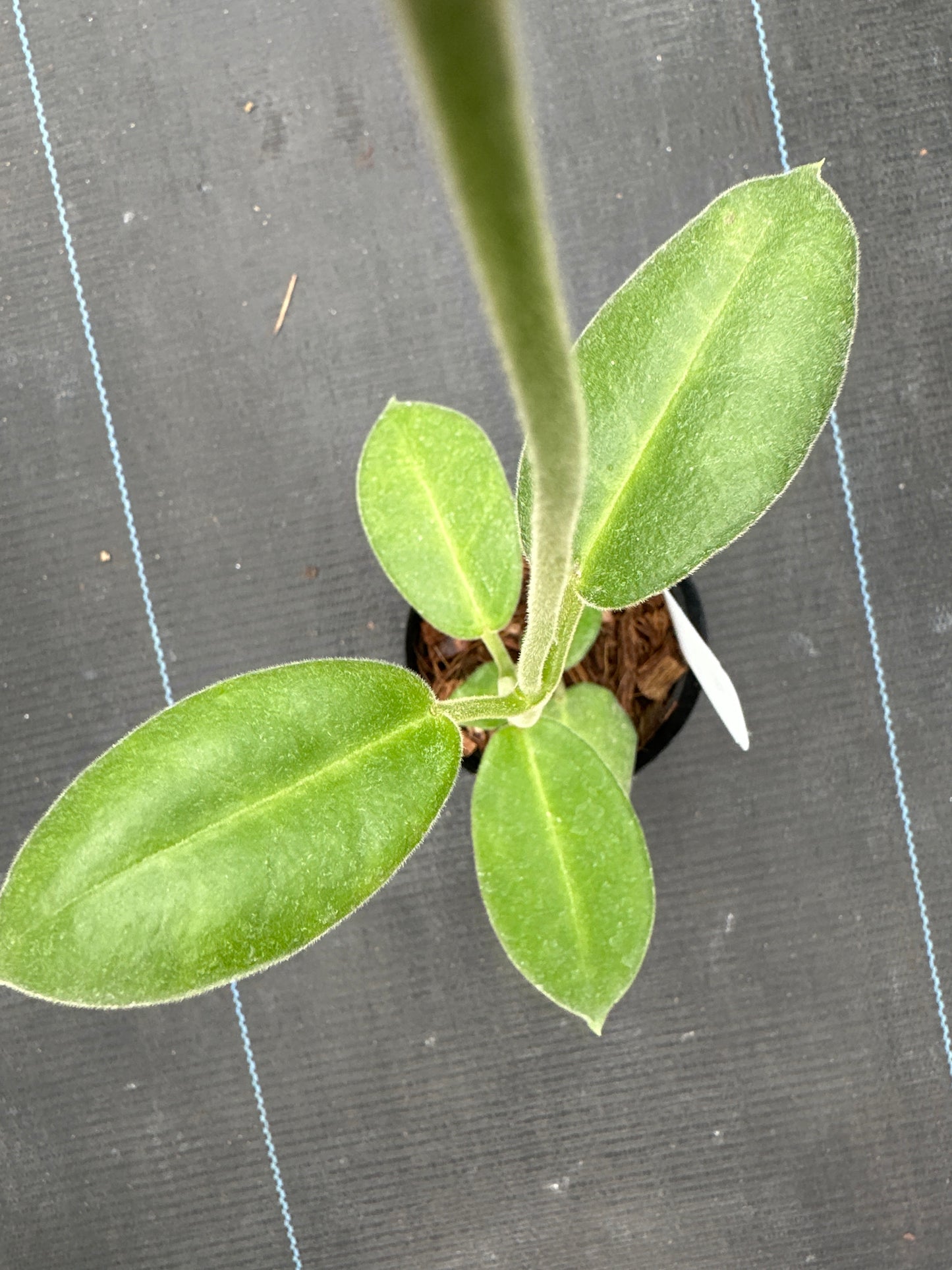 Hoya Calycina Stargazer