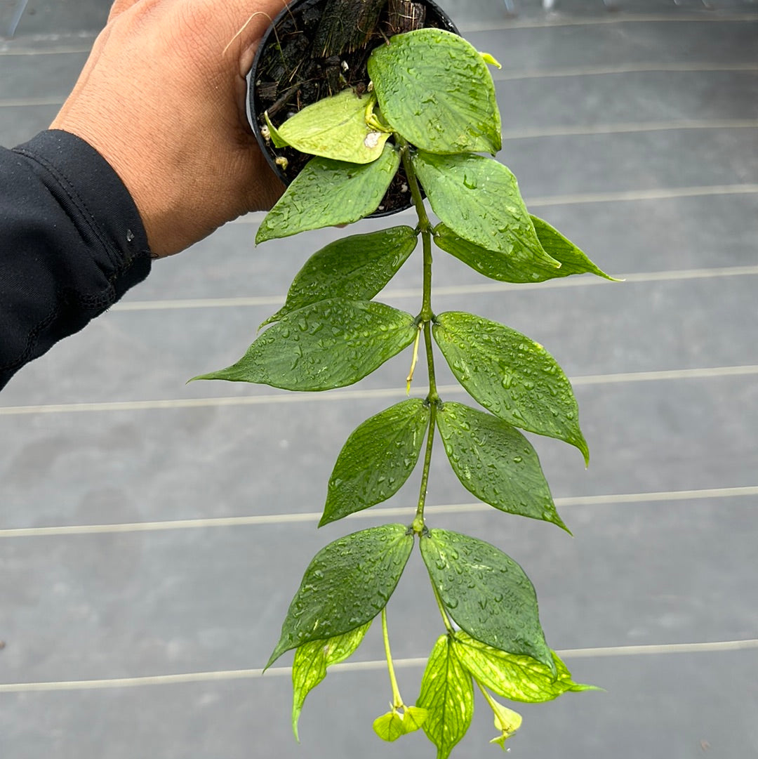 Hoya Polyneura