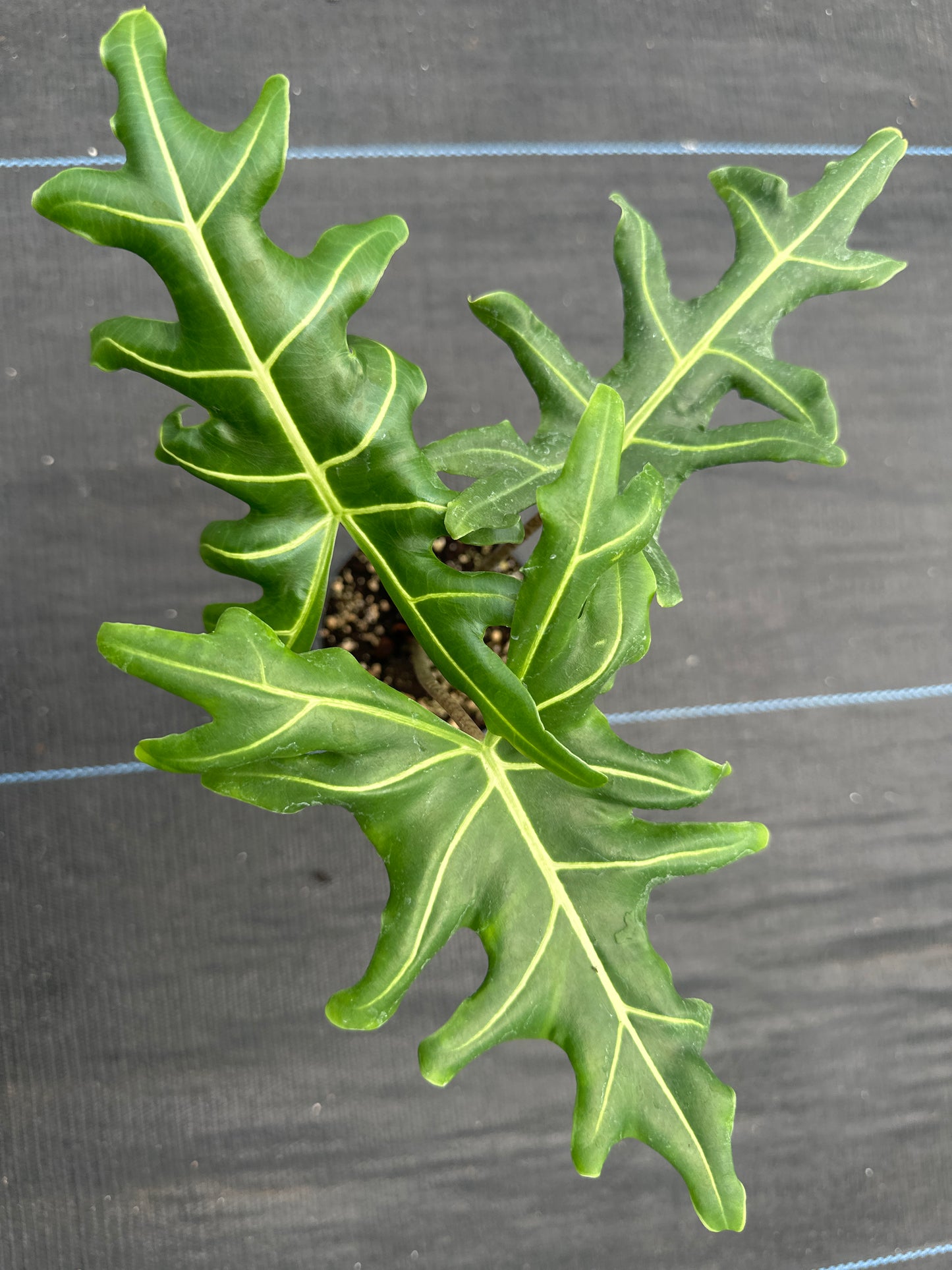 Alocasia Portei