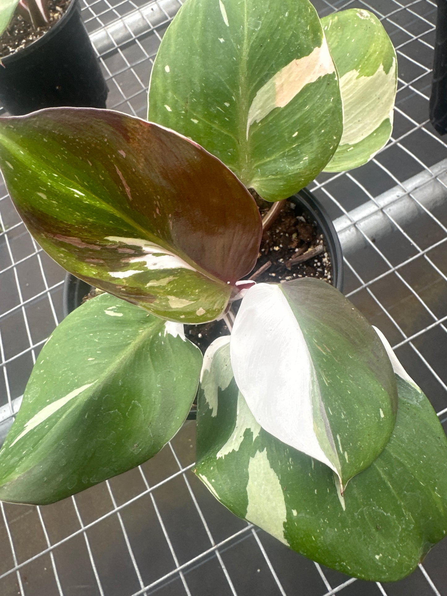 Philodendron White Knight