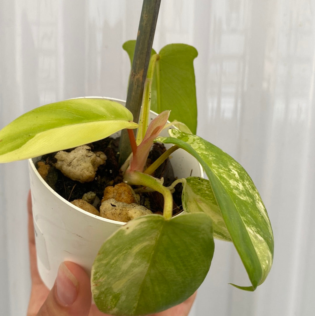 Philodendron Flordia Beauty (Small)
