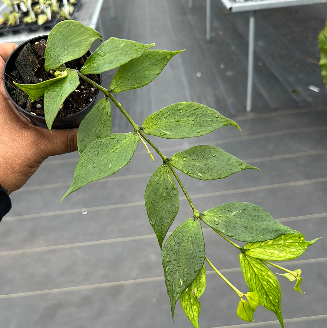 Hoya Polyneura