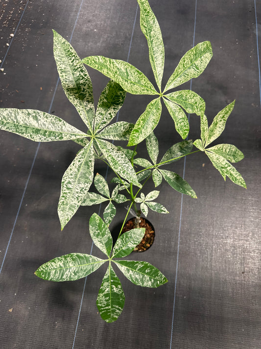 Money Tree Variegated