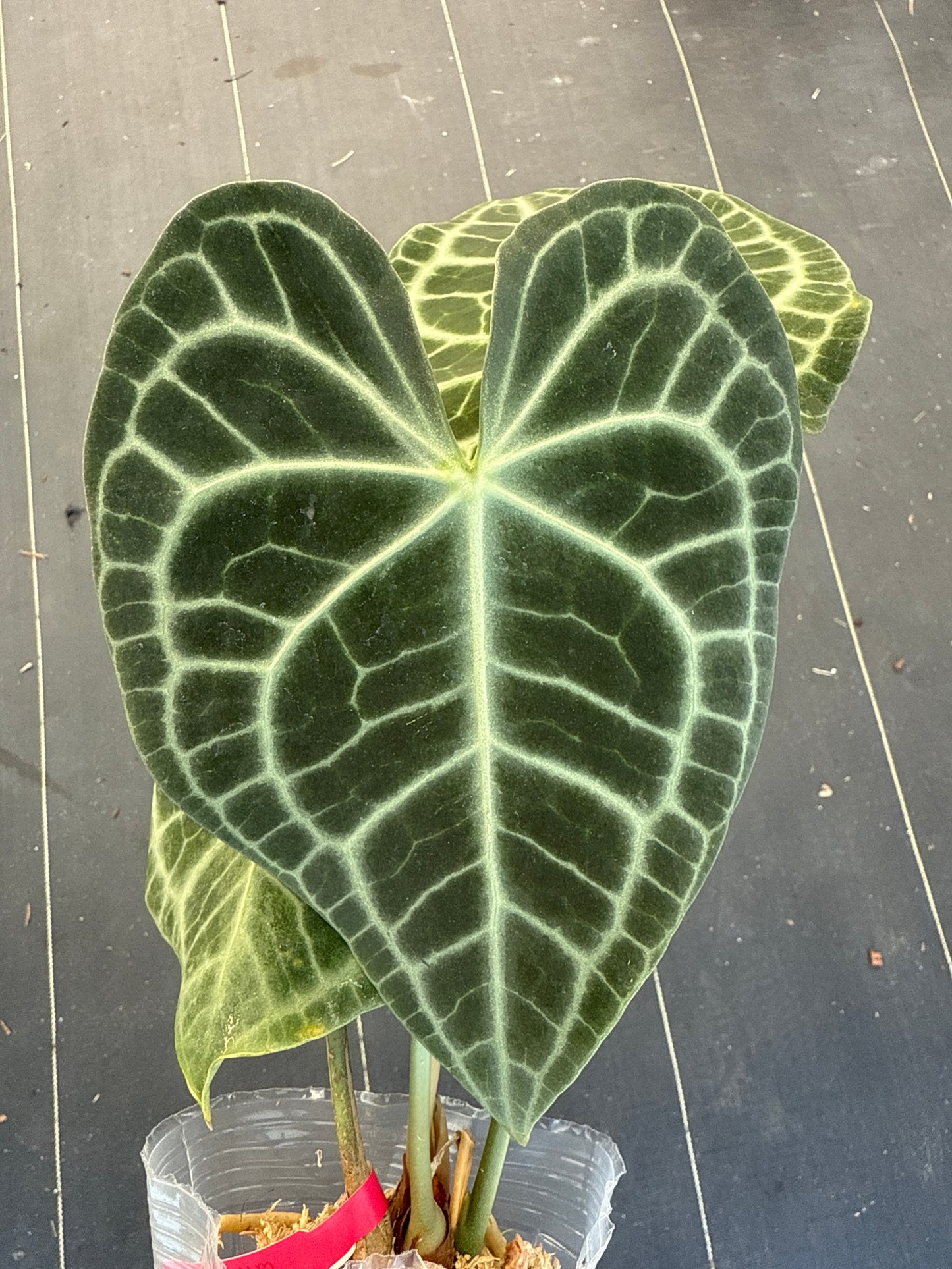 Anthurium Clerinervium Minahasa