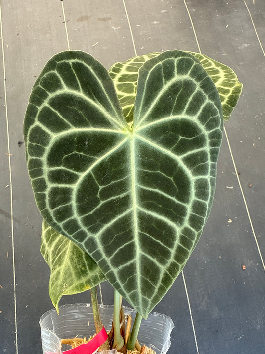 Anthurium Clerinervium Minahasa