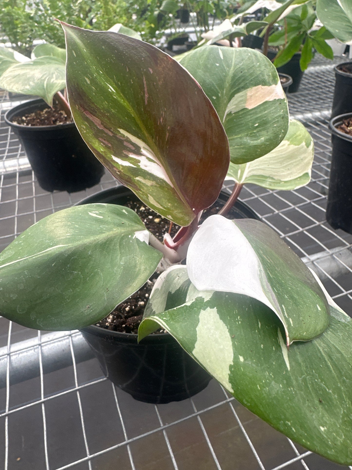 Philodendron White Knight