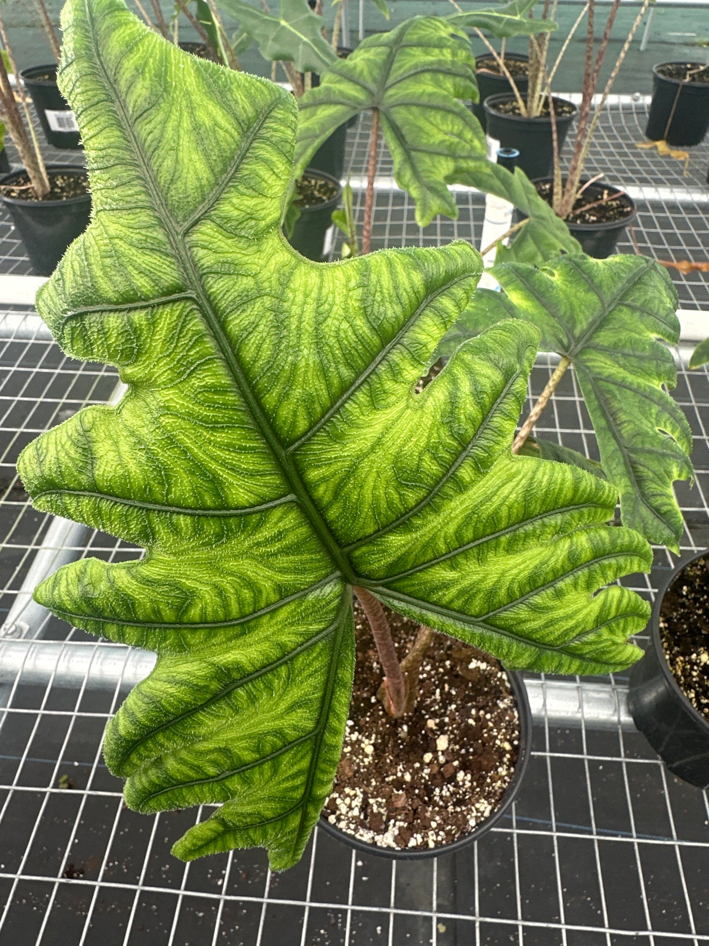 Alocasia Jacklyn