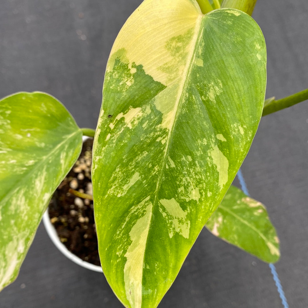 Philodendron Domesticum Var.